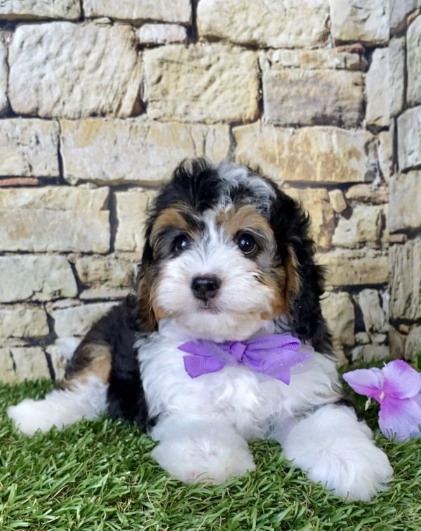 Ms. Daisy the F1B Micro Mini-Bernedoodle - Image 5
