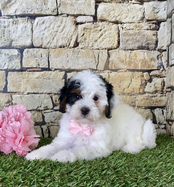 Ms. Dianne the F1B Micro Mini-Bernedoodle - Image 2