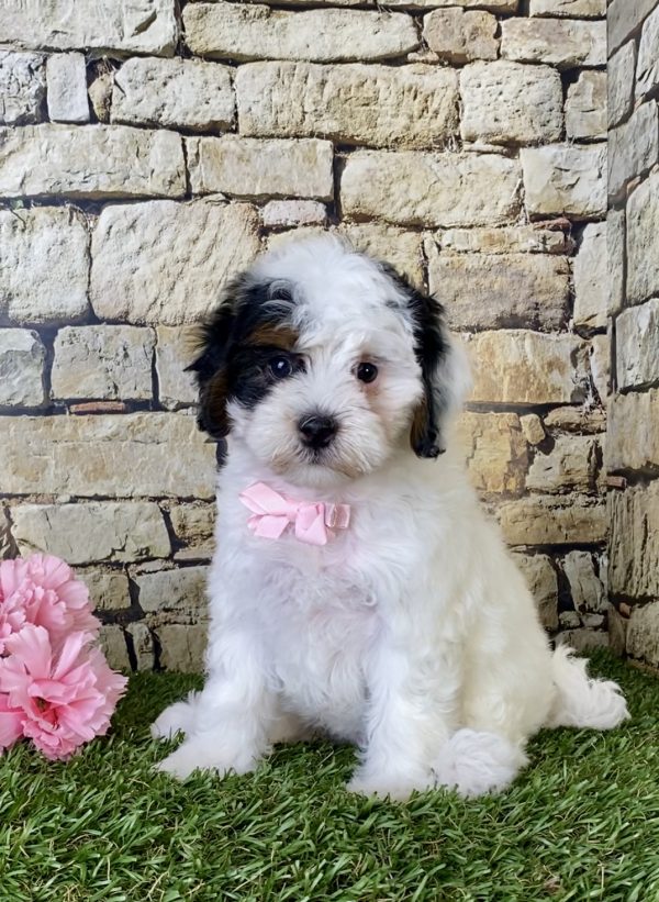 Ms. Dianne the F1B Micro Mini-Bernedoodle - Image 3