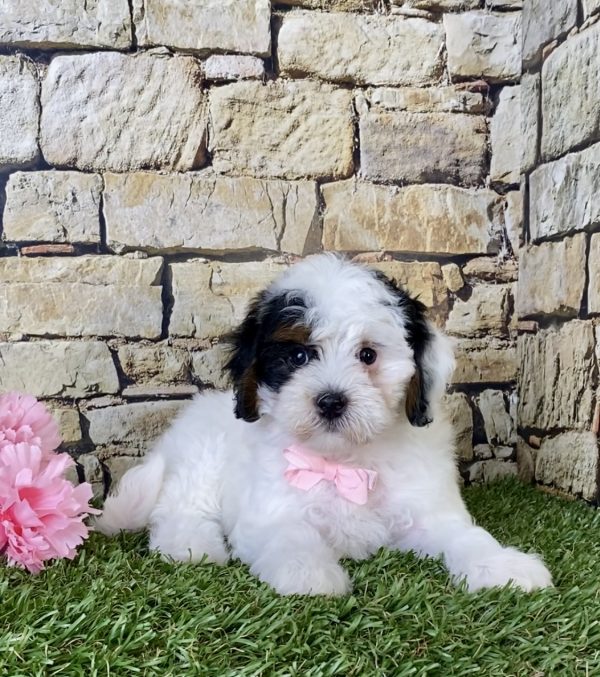 Ms. Dianne the F1B Micro Mini-Bernedoodle - Image 4