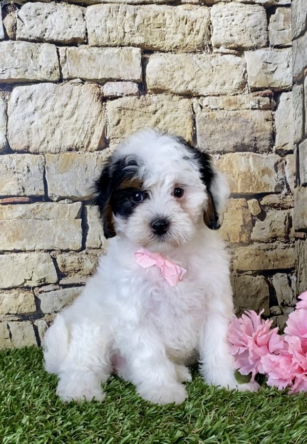 Ms. Dianne the F1B Micro Mini-Bernedoodle puppy