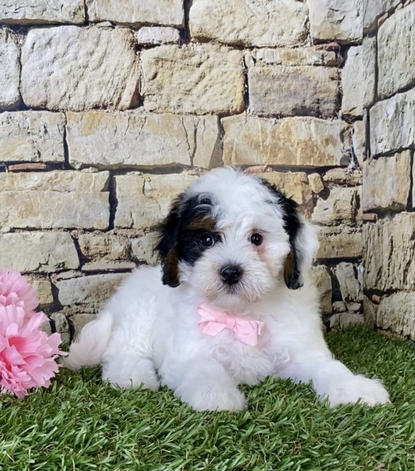 Ms. Dianne the F1B Micro Mini-Bernedoodle - Image 5