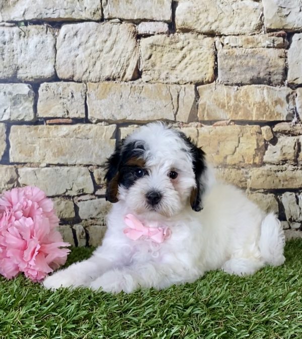 Ms. Dianne the F1B Micro Mini-Bernedoodle - Image 6