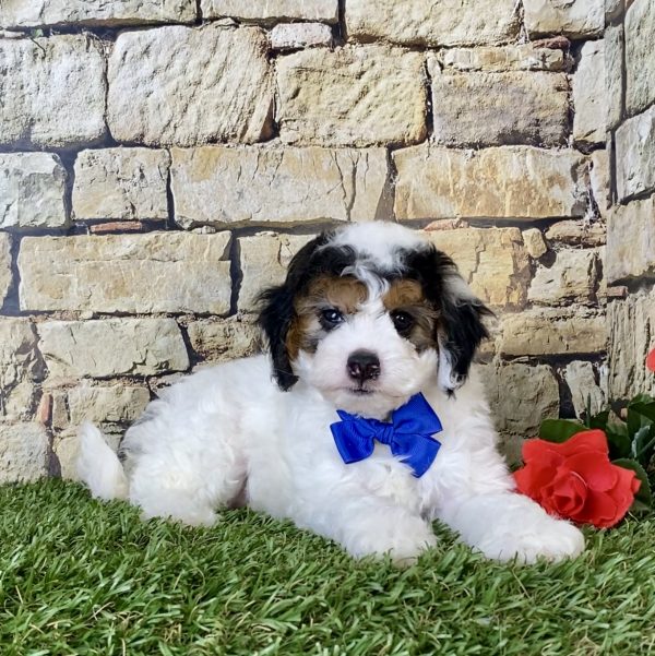 Mr. Donald the F1B Micro Mini-Bernedoodle - Image 2