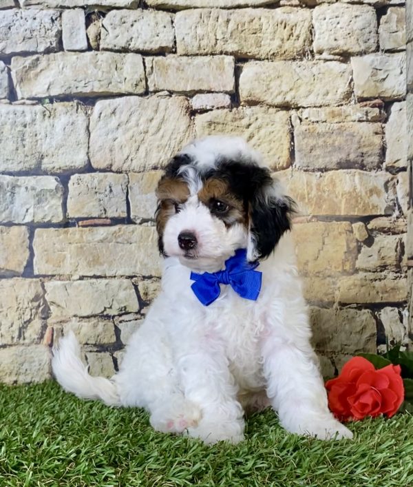 Mr. Donald the F1B Micro Mini-Bernedoodle puppy