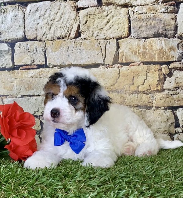 Mr. Donald the F1B Micro Mini-Bernedoodle - Image 3