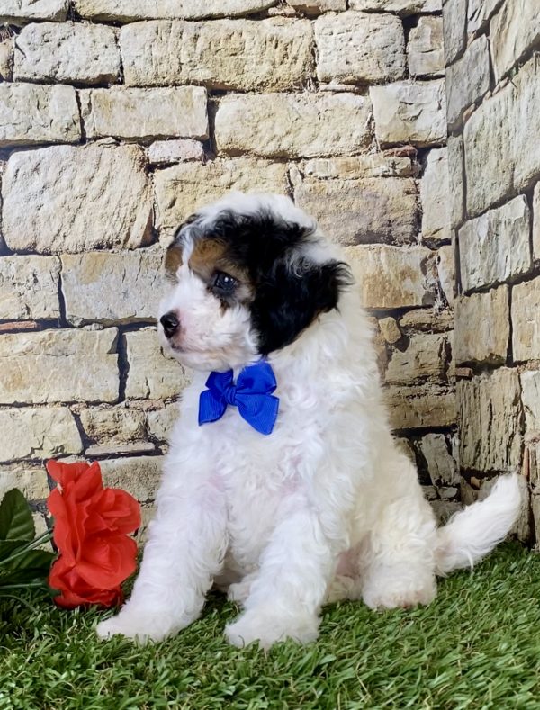 Mr. Donald the F1B Micro Mini-Bernedoodle - Image 5