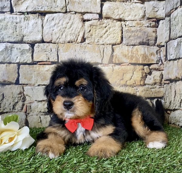 Mr. Finn the Mini-Bernedoodle - Image 2
