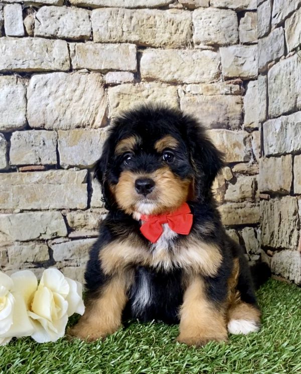 Mr. Finn the Mini-Bernedoodle - Image 3