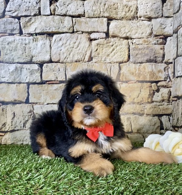 Mr. Finn the Mini-Bernedoodle - Image 4