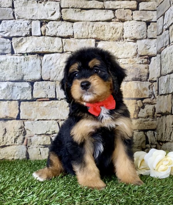 Mr. Finn the Mini-Bernedoodle - Image 5