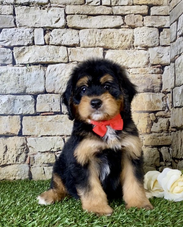 Mr. Finn the Mini-Bernedoodle puppy