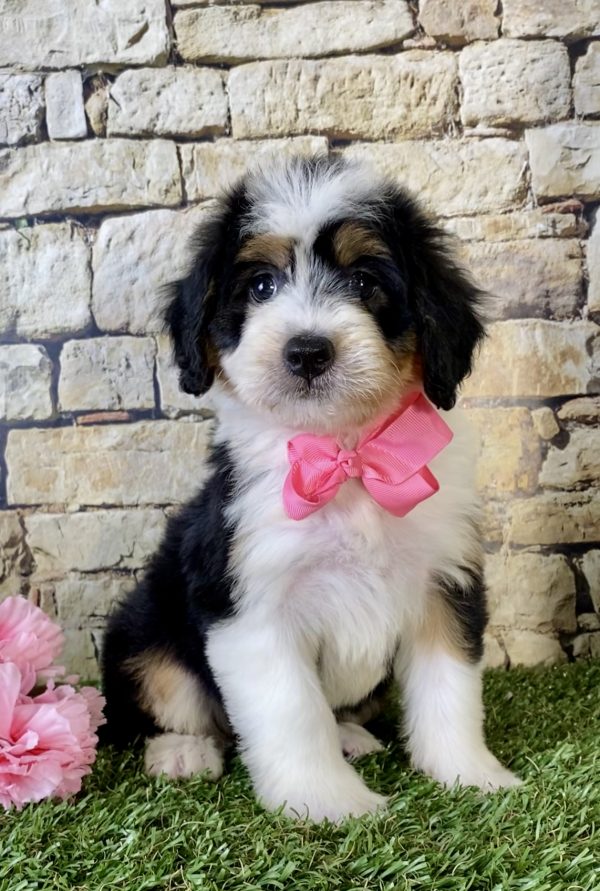 Ms. Faith the Mini-Bernedoodle - Image 2