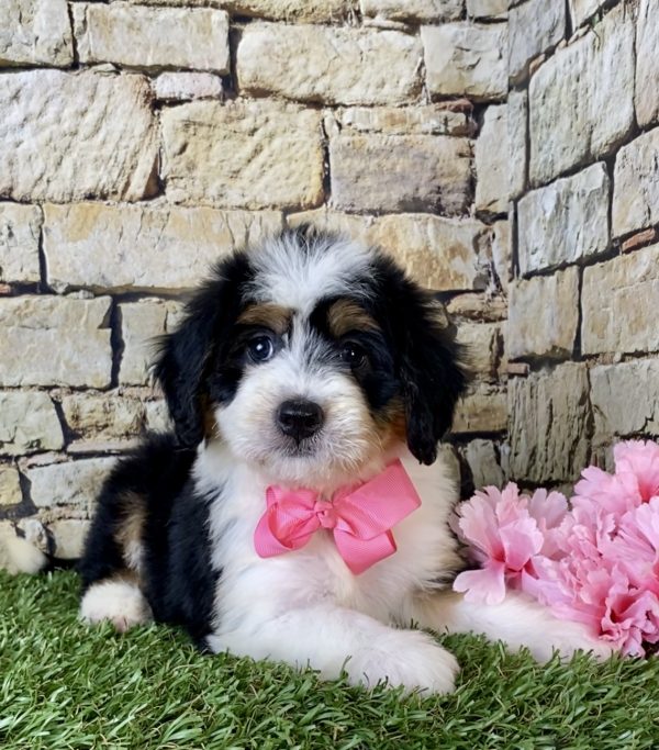 Ms. Faith the Mini-Bernedoodle - Image 3