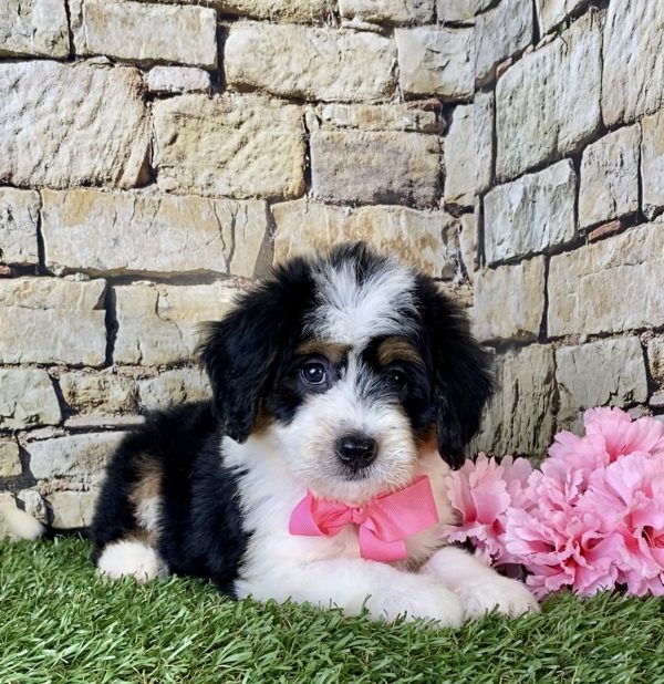 Ms. Faith the Mini-Bernedoodle - Image 4