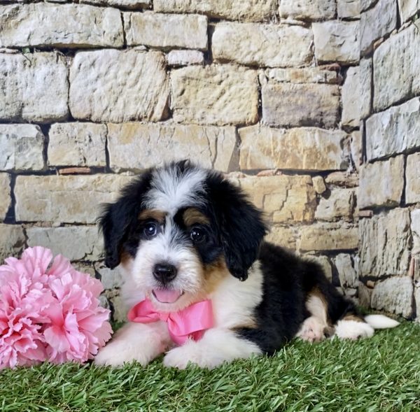 Ms. Faith the Mini-Bernedoodle - Image 5
