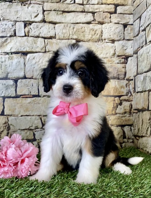 Ms. Faith the Mini-Bernedoodle puppy