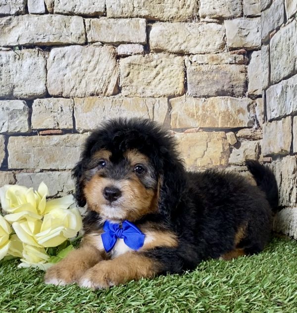 Mr. Frank the Mini-Bernedoodle - Image 5