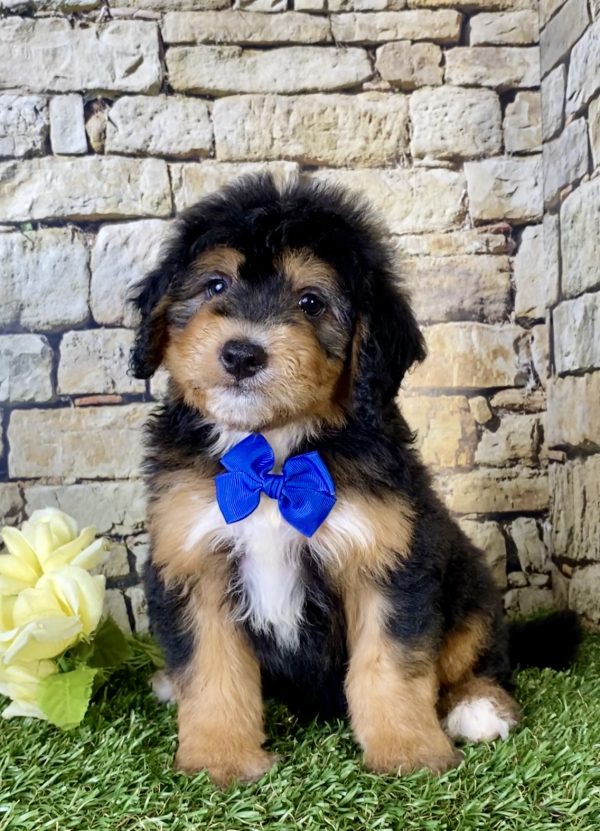 Mr. Frank the Mini-Bernedoodle - Image 4