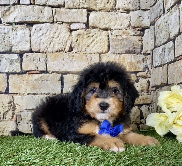 Mr. Frank the Mini-Bernedoodle - Image 3