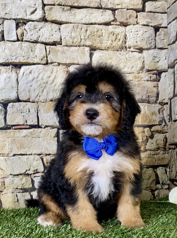 Mr. Frank the Mini-Bernedoodle puppy