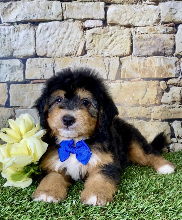 Mr. Frank the Mini-Bernedoodle - Image 2