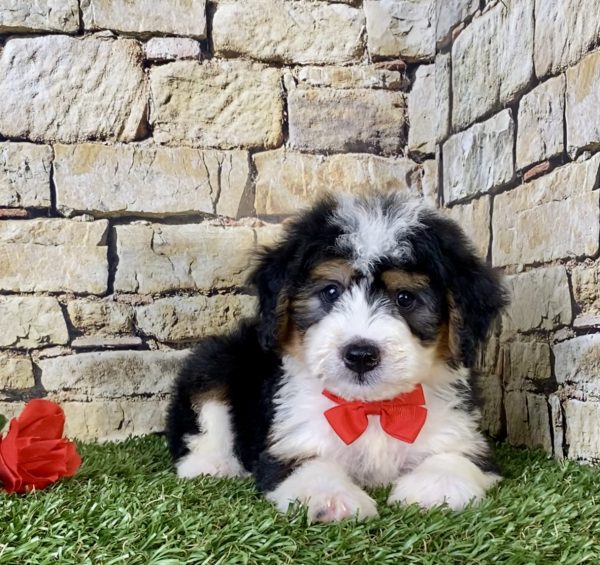 Mr. Felix the Mini-Bernedoodle - Image 2