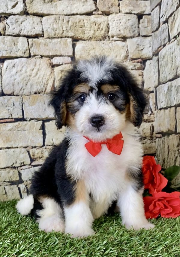 Mr. Felix the Mini-Bernedoodle puppy