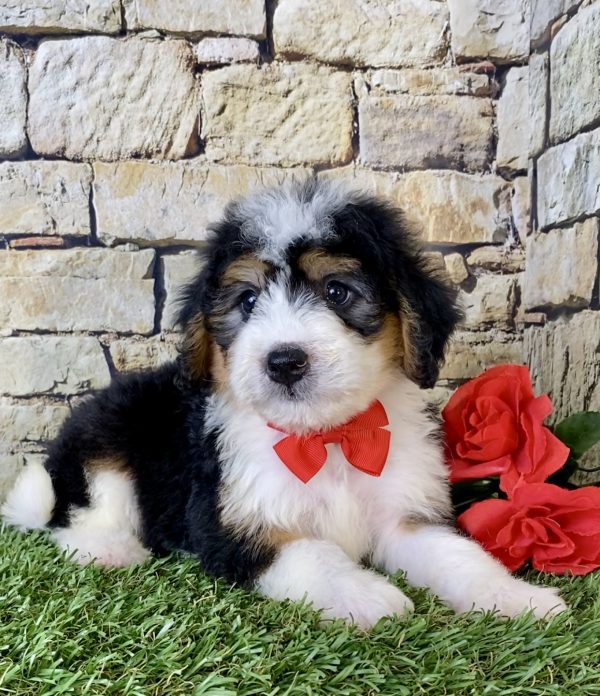 Mr. Felix the Mini-Bernedoodle - Image 3