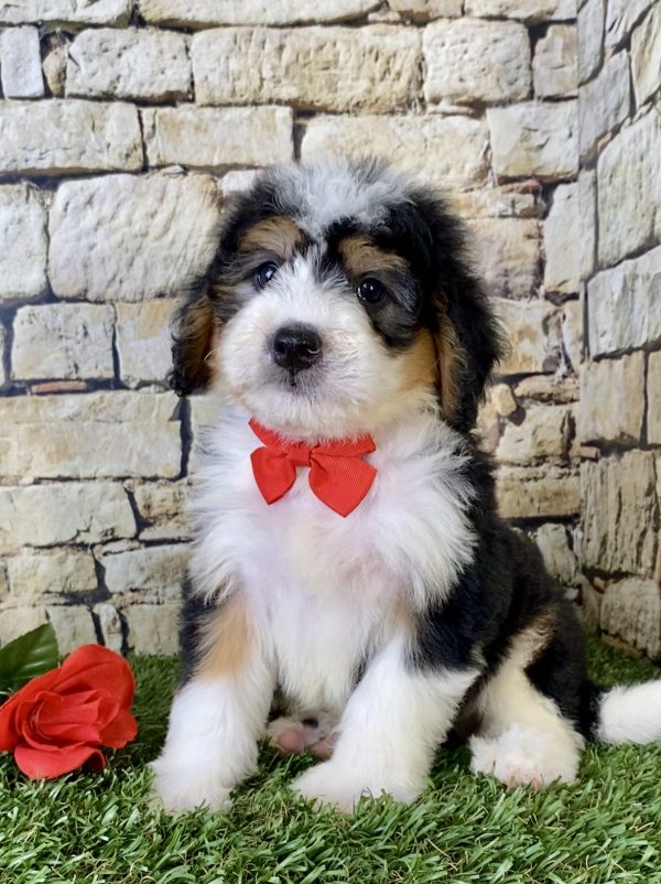 Mr. Felix the Mini-Bernedoodle - Image 4