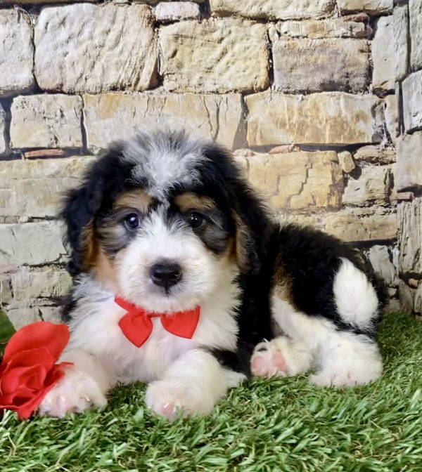 Mr. Felix the Mini-Bernedoodle - Image 5