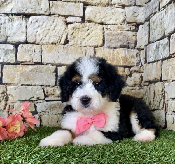 Ms. Fern the Mini-Bernedoodle - Image 2