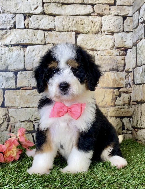 Ms. Fern the Mini-Bernedoodle puppy