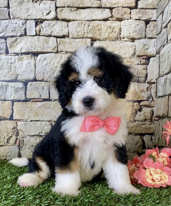 Ms. Fern the Mini-Bernedoodle - Image 4