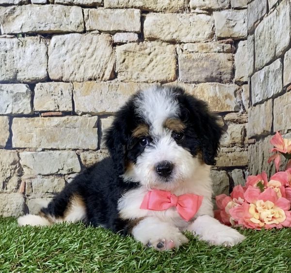 Ms. Fern the Mini-Bernedoodle - Image 5