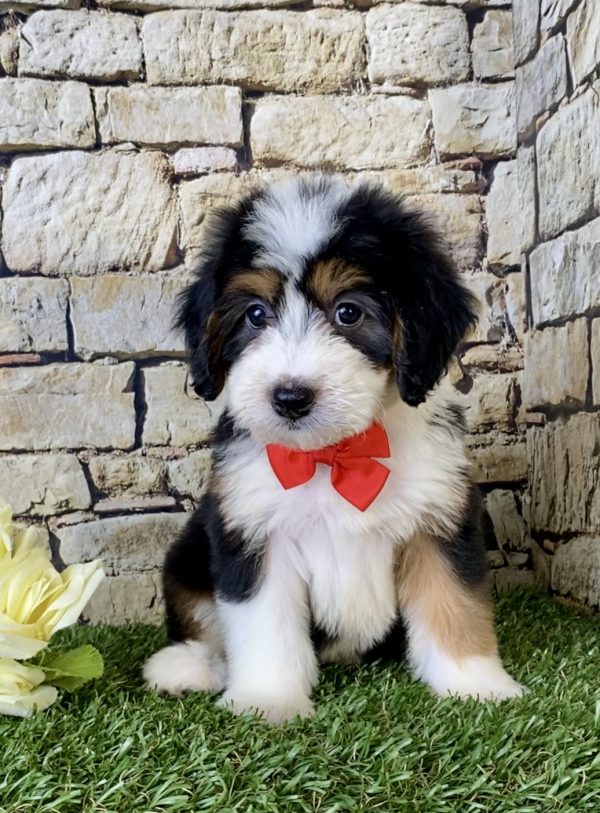 Mr. Fanta the Mini-Bernedoodle puppy