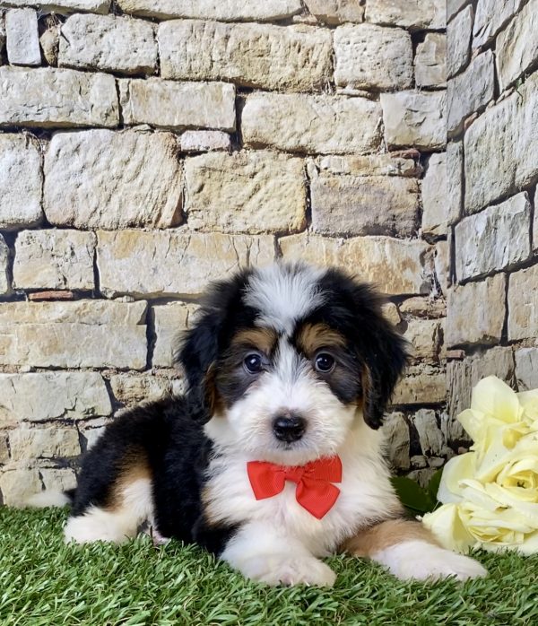 Mr. Fanta the Mini-Bernedoodle - Image 2