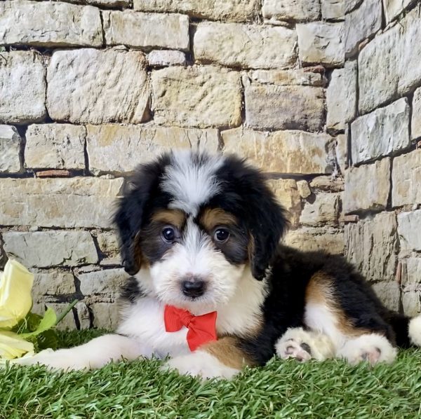 Mr. Fanta the Mini-Bernedoodle - Image 3