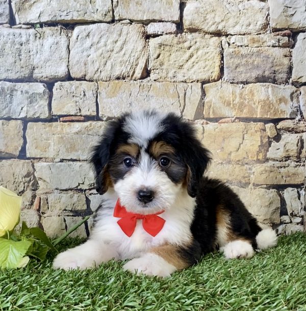 Mr. Fanta the Mini-Bernedoodle - Image 4