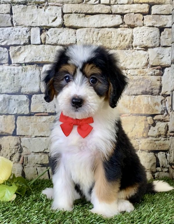 Mr. Fanta the Mini-Bernedoodle - Image 5