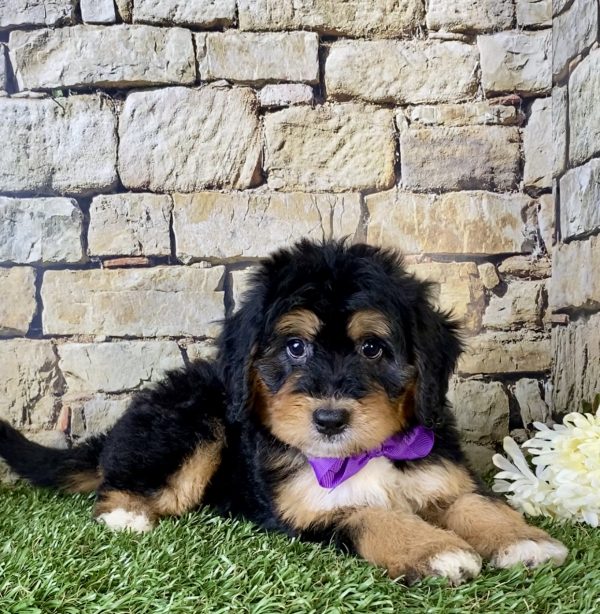 Ms. Fiona the Mini-Bernedoodle - Image 2