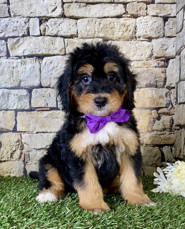 Ms. Fiona the Mini-Bernedoodle - Image 3