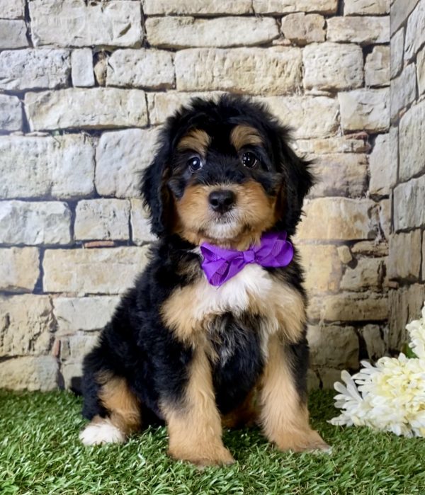 Ms. Fiona the Mini-Bernedoodle - Image 4