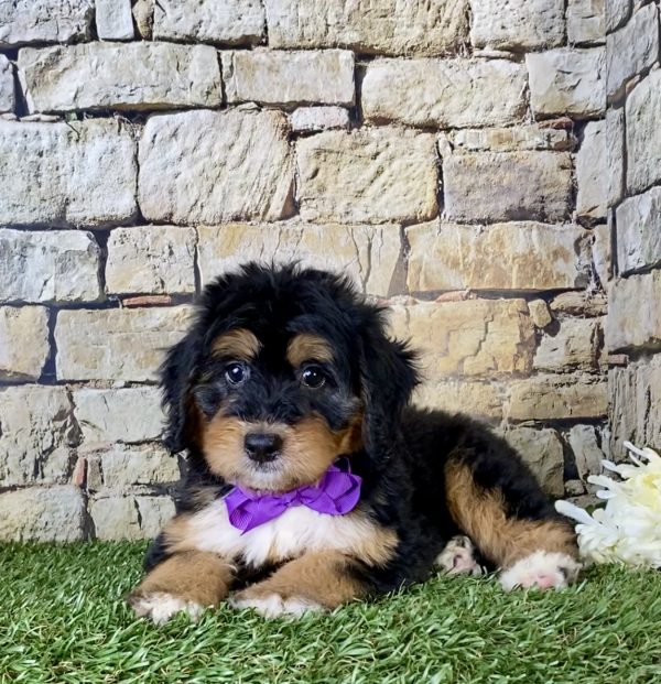 Ms. Fiona the Mini-Bernedoodle - Image 5