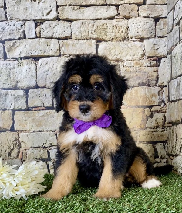 Ms. Fiona the Mini-Bernedoodle puppy