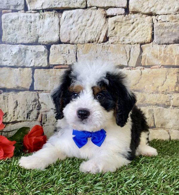 Mr. Falcon the Mini-Bernedoodle - Image 2