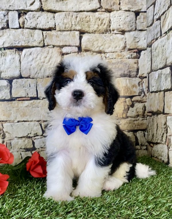 Mr. Falcon the Mini-Bernedoodle - Image 3
