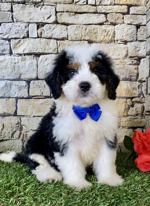 Mr. Falcon the Mini-Bernedoodle puppy