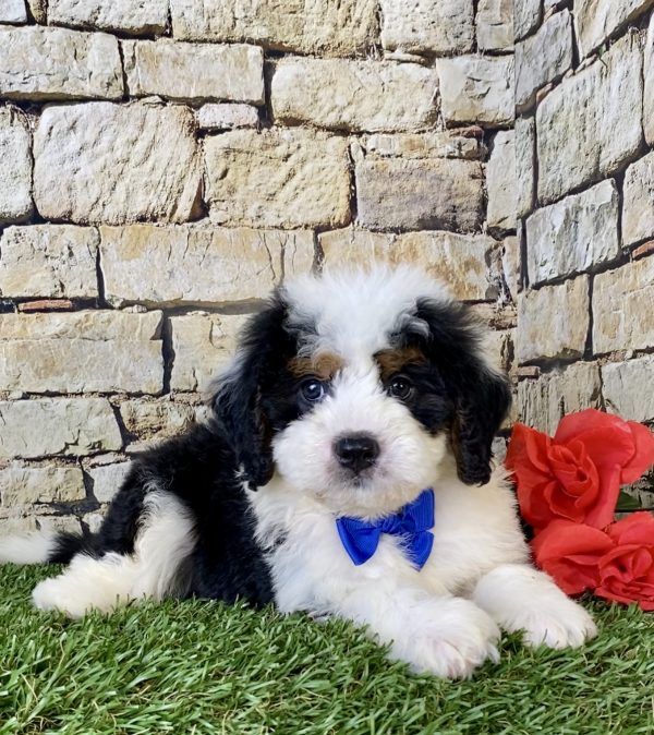 Mr. Falcon the Mini-Bernedoodle - Image 5