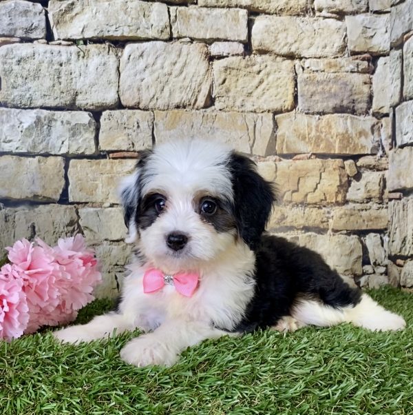 Ms. Fudge the Mini-Bernedoodle - Image 2